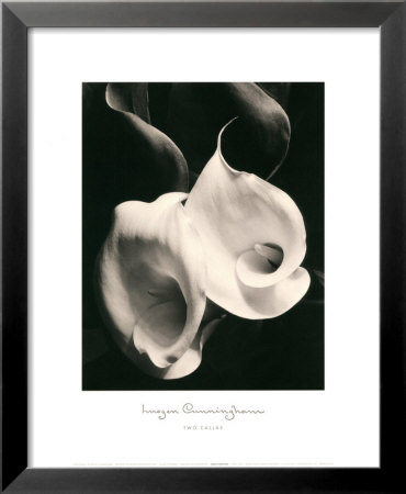 Buy Two Callas at AllPosters.com