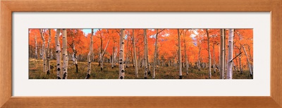 Buy Nature's Colors - Autumn Trees at AllPosters.com