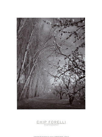 Buy Cherry Blossoms at AllPosters.com