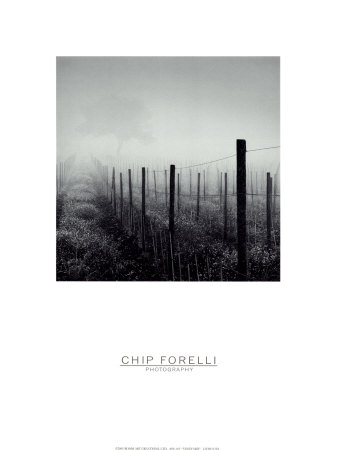 Buy Vineyard at AllPosters.com
