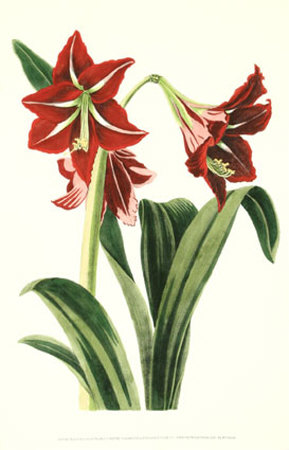 Royal Botanical Study I
