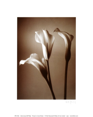 Buy Calla Lily at AllPosters.com