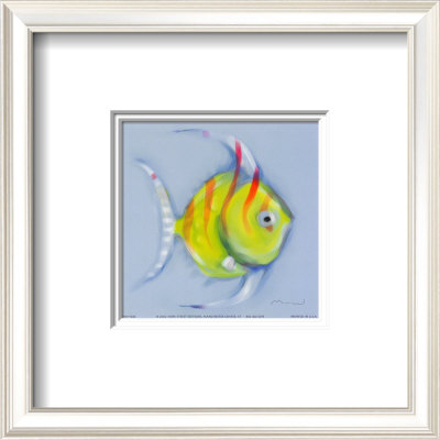 Striped Angel Fish