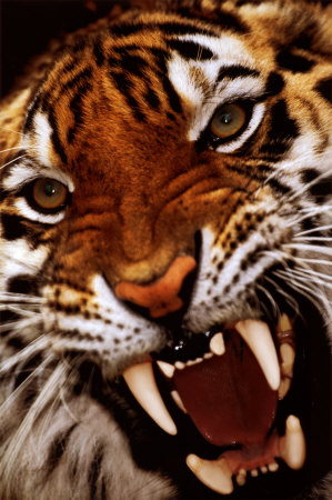 Bengal Tiger Close-Up