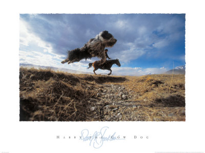 Buy Harry the Cow Dog at AllPosters.com