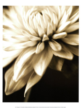 Buy Radiance IV at AllPosters.com