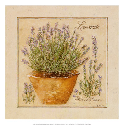 Herbes de Provence, Lavande