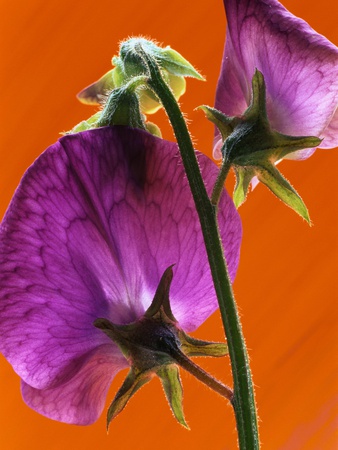 Sweet Pea Flower