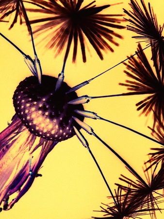 Dandelion Seed Head