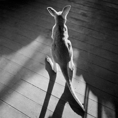Young Kangaroo and Shadows