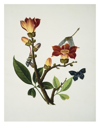 A Coral Tree with a Butterfly, Dragonfly and Grasshopper, Circa 1805