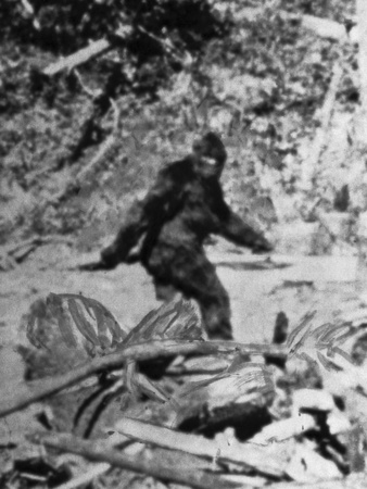 Alleged Photo of Bigfoot