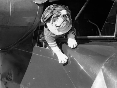 Dog Flying in Aircraft