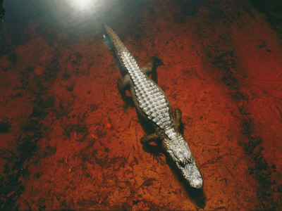 Buy An Alligator Walks on the Muddy Bottom of the Saint Marys River at AllPosters.com