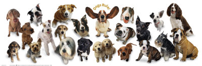 Dogs Rule Poster