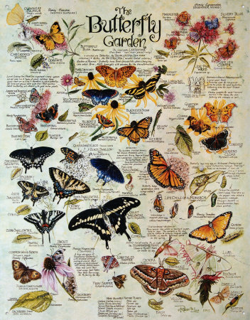 Butterfly Garden