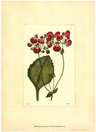 Red Curtis Botanical IV