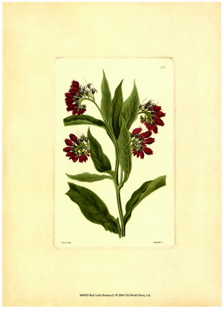 Red Curtis Botanical I