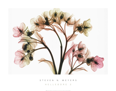 Hellebore II