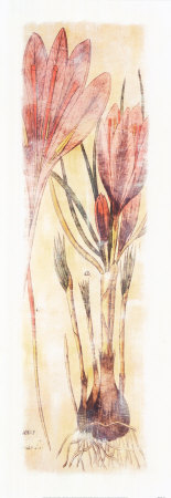Buy Crocus Sativus at AllPosters.com