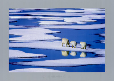 Polar Bear Family