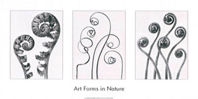 Buy Art Forms in Nature I at AllPosters.com