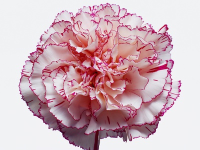 White and Pink Carnation