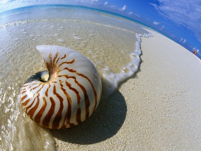 Nautilus Shell Picture