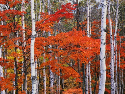 Buy White Birch and Maple Trees in October at AllPosters.com
