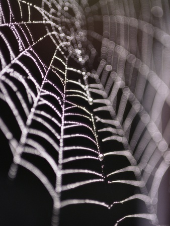 Dewy Spiderweb