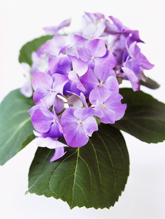 Cluster of Purple Hydrangea Flowers
