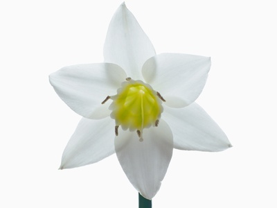 White Flower with Yellow Center
