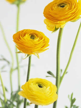 Yellow Ranunculus