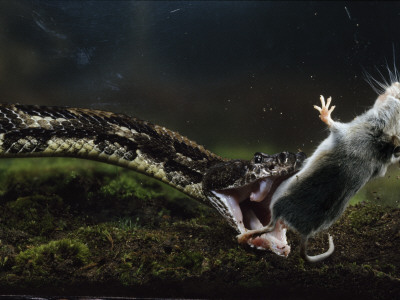 Buy A white-footed mouse makes a meal for a black timber rattlesnake at AllPosters.com