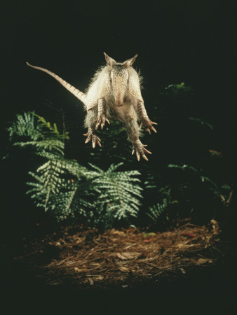 Buy A Fright Reflex Propels This Armadillo into the Air at AllPosters.com