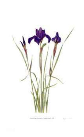 Siberian Iris `Sapphire Royal`