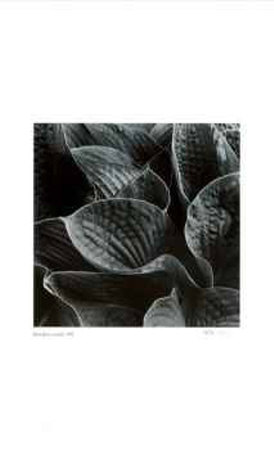 Untitled (leaves)