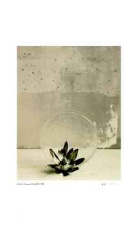 Buy Floral #12 at AllPosters.com