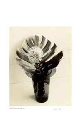 Buy Floral #8 at AllPosters.com