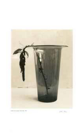 Buy Floral #6 at AllPosters.com