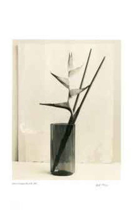 Buy Floral #7 at AllPosters.com