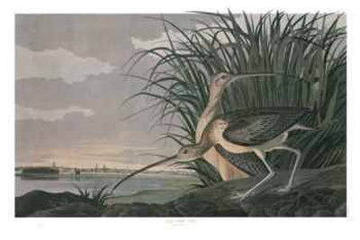 Long Billed Curlew