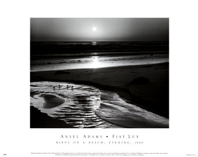 Buy Birds on a Beach at AllPosters.com