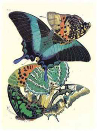 Butterflies III