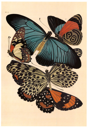 Butterflies I