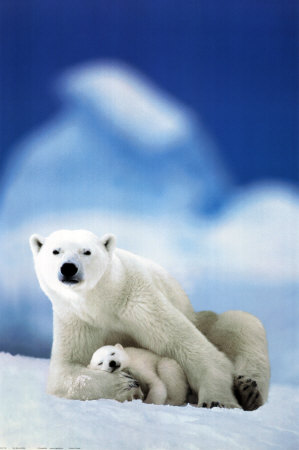 Buy Polar Bear and Baby at AllPosters.com