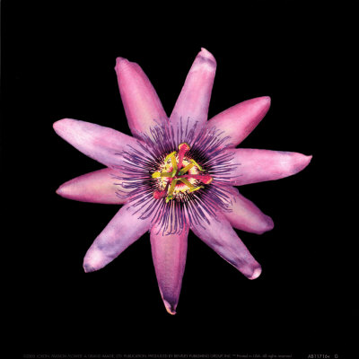 Passion Flower