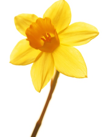 Yellow daffodil
