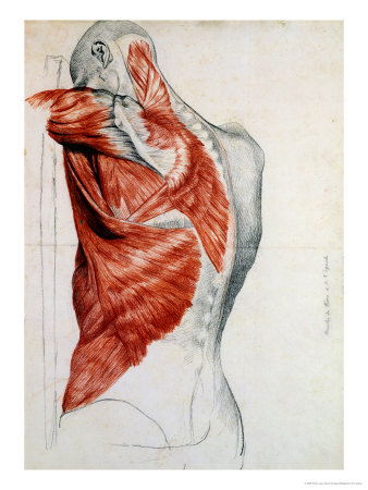 Human Anatomy, Muscles of the Torso and Shoulder