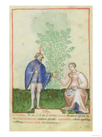 Nouv Acq Lat 1673 Rose